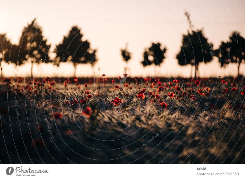 Spreedorado poppy seed. Nature Landscape Plant Cloudless sky Horizon Summer Beautiful weather Tree Grass Poppy Poppy field Grain Grain field Field Blossoming