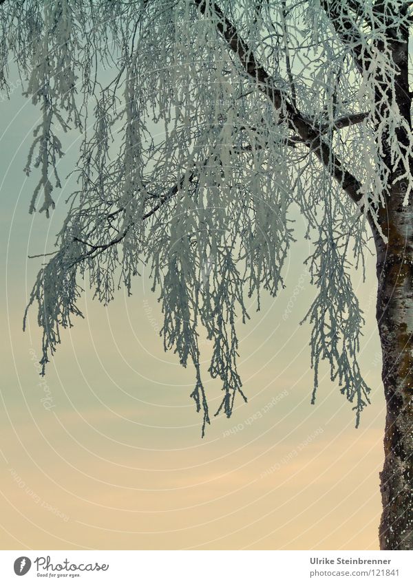 Iced branches of a birch tree in front of the evening sky Colour photo Exterior shot Morning Sunrise Sunset Winter Snow Plant Sky Frost Freeze hang Fresh chill