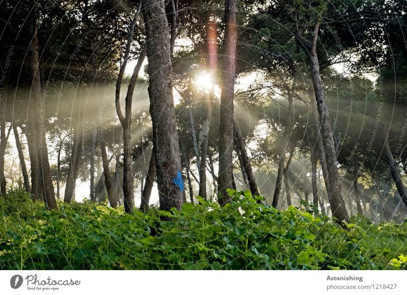 the Moroccan sun Environment Nature Landscape Plant Air Sun Sunrise Sunset Sunlight Summer Weather Beautiful weather Tree Bushes Park Forest Bright Green Black