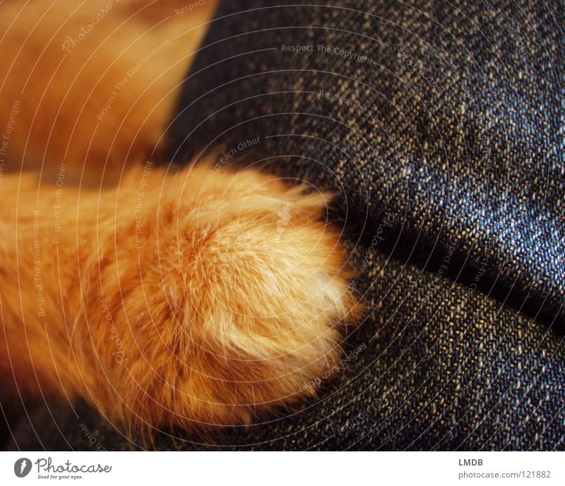 Give paw! Cat Animal Pelt Red Paw Cuddling Cuddly Animal lover Love of animals Pet Possessions To hold on Lie Hand Jeans Denim Plush Protection Scratch Claw