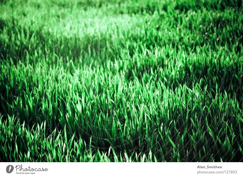 weed Green Meadow Grass Summer Nature Park Background picture Floor covering Lawn Exterior shot