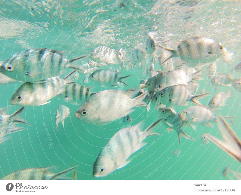 underwater Leisure and hobbies Vacation & Travel Trip Adventure Freedom Nature Animal Fish Group of animals Moody Snorkeling Dive Shoal of fish Seychelles