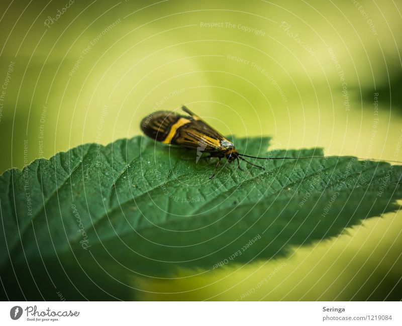 I'm, I don't know. Animal Fly Butterfly Beetle Animal face Wing 1 Movement Flying Exterior shot Close-up Detail Macro (Extreme close-up) Contrast Sunlight Blur