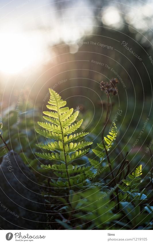 in the limelight l up Nature Fern Pteridopsida Light Shadow Sun Back-light