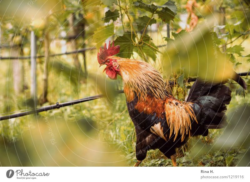 cock-a-doodle-doo Animal Pet Bird Rooster 1 Multicoloured Pride Country life Vineyard To talk Colour photo Exterior shot Deserted Copy Space bottom