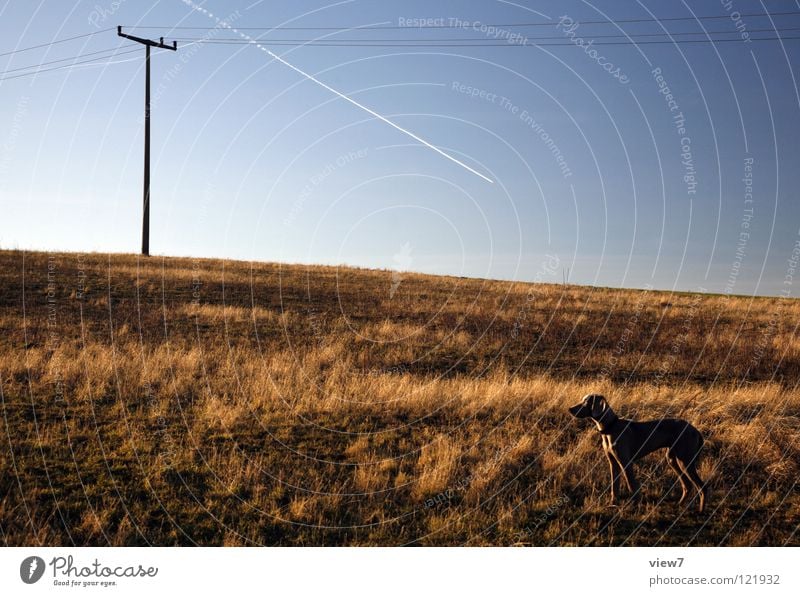 directions Dog Field Puppy Small Large Electricity Airplane Tracks Brown Gray Gloomy Empty Loneliness Direction Horizon Weimaraner Winter Beautiful Mammal