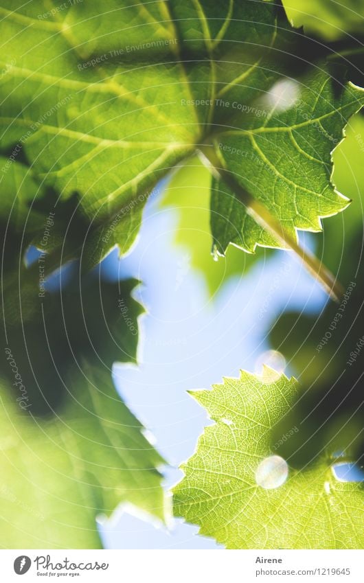 in the vine arbour Plant Summer Leaf Foliage plant Vine leaf Vine tendril Glittering Growth Fresh Healthy Blue Green Nature Colour photo Exterior shot Deserted