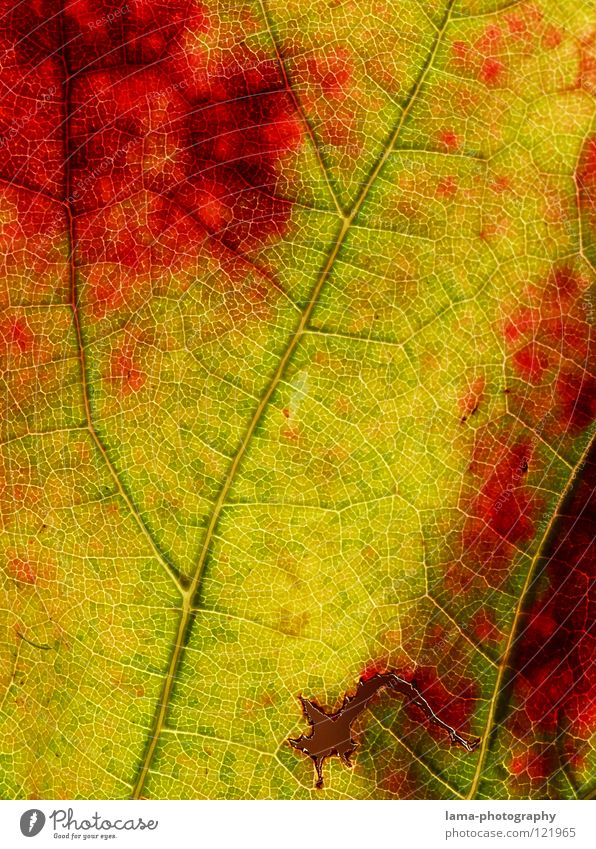 pitted Vessel Arteries Membrane Photosynthesis Autumn Leaf Yellow Green Red Vine Wine growing Consumed Exchange Seasons Autumn leaves Autumnal colours