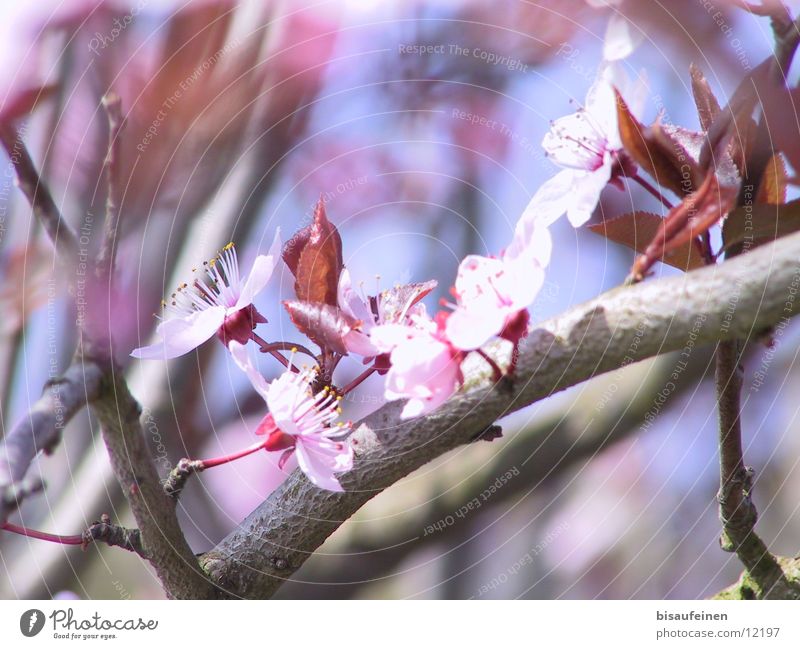 spring Blossom Cherry Tree bark Pink Spring Twig Branch