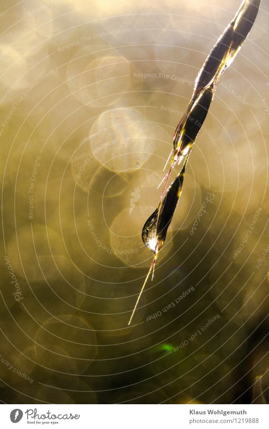 Dewdrop flashes ain a summer morning in the light of the morning sun on a blade of grass. Beautiful bokeh Environment Nature Plant Elements Drops of water