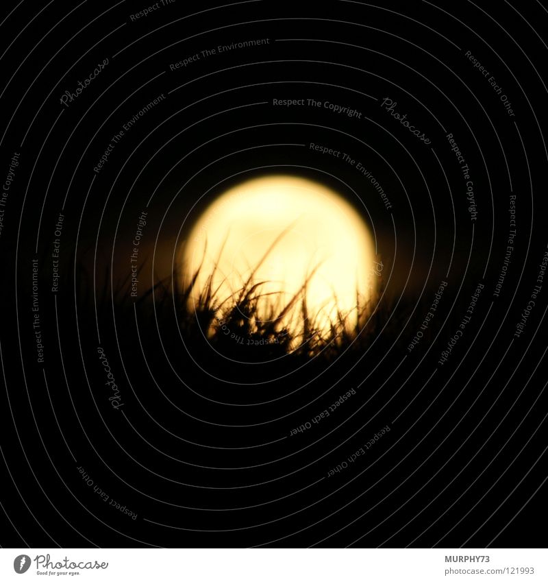 The grass in the moon Grass Night sky Silhouette Night shot Yellow White Black Celestial bodies and the universe Moon Sky moon disk bright disc Shadow