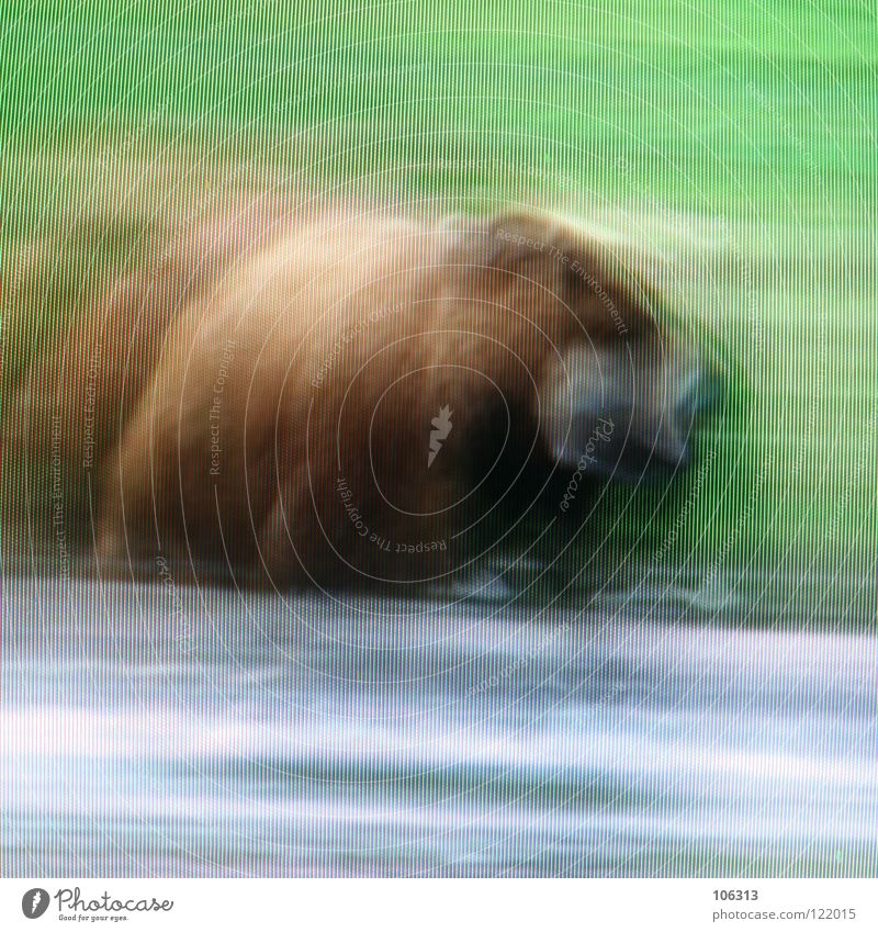 BEAR Bear Wild animal Wilderness Nature Brown bear Green Meadow Grass Water Lake River Hunter Land-based carnivore Dangerous Pelt Snout Grizzly Hunting Pixel