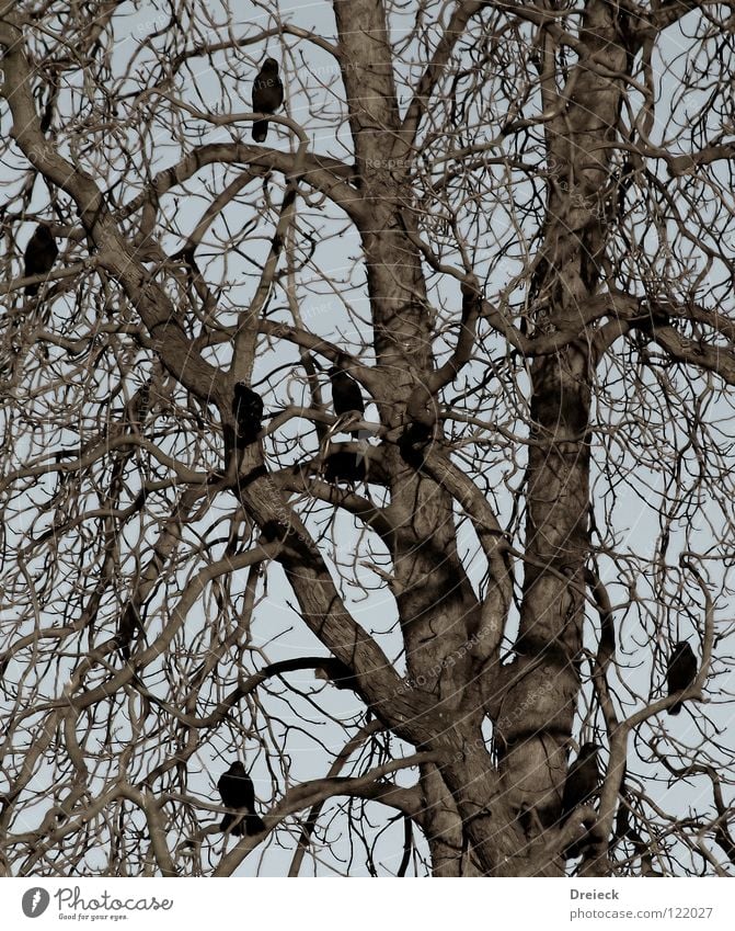 crow conference Bird Air Plumed Beak Black Dark Brown Animal Tree Bushes Leaf Treetop Crow Raven birds Scavenger Sky Flying Feather Beautiful weather Blue