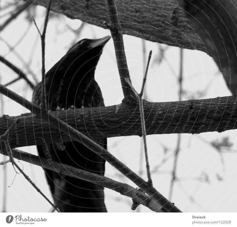 carrion crow Bird Air Plumed Beak Black Dark Brown Animal Tree Bushes Leaf Treetop Crow Raven birds Scavenger Sky Flying Feather Beautiful weather Blue Nature