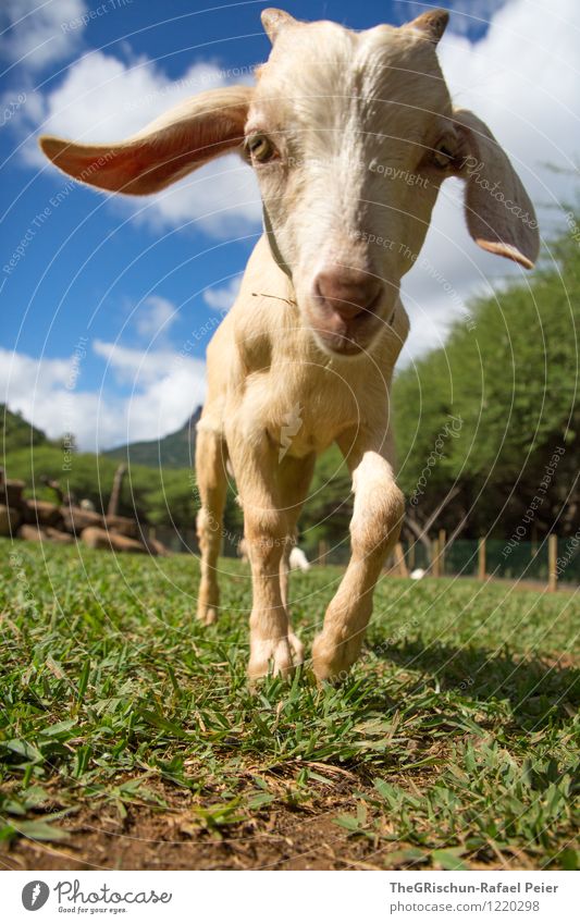 goat Animal Farm animal Petting zoo Blue Brown Yellow Gray Green Black White Goats Baby animal Ear Grass Pasture Tree Eyes Antlers Nose Funny