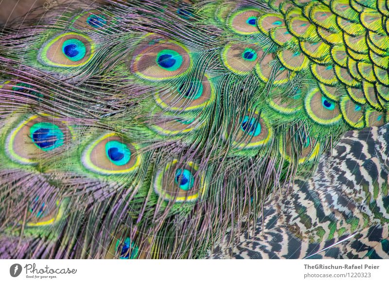 variegated Animal Blue Multicoloured Yellow Green Black Turquoise White Metal coil Beautiful Structures and shapes Pattern Peacock Peacock feather Eyes