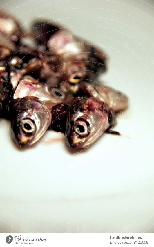 All those eyes Food White Futile Death Blood abundance Fish