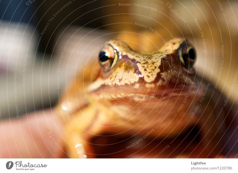 Jabba the Hood Frog 1 Animal Old Crouch Hunting Healthy Brown Worm's-eye view Frog Prince Frog spawn Jump To feed Fly Eyes Zoom effect Colour photo