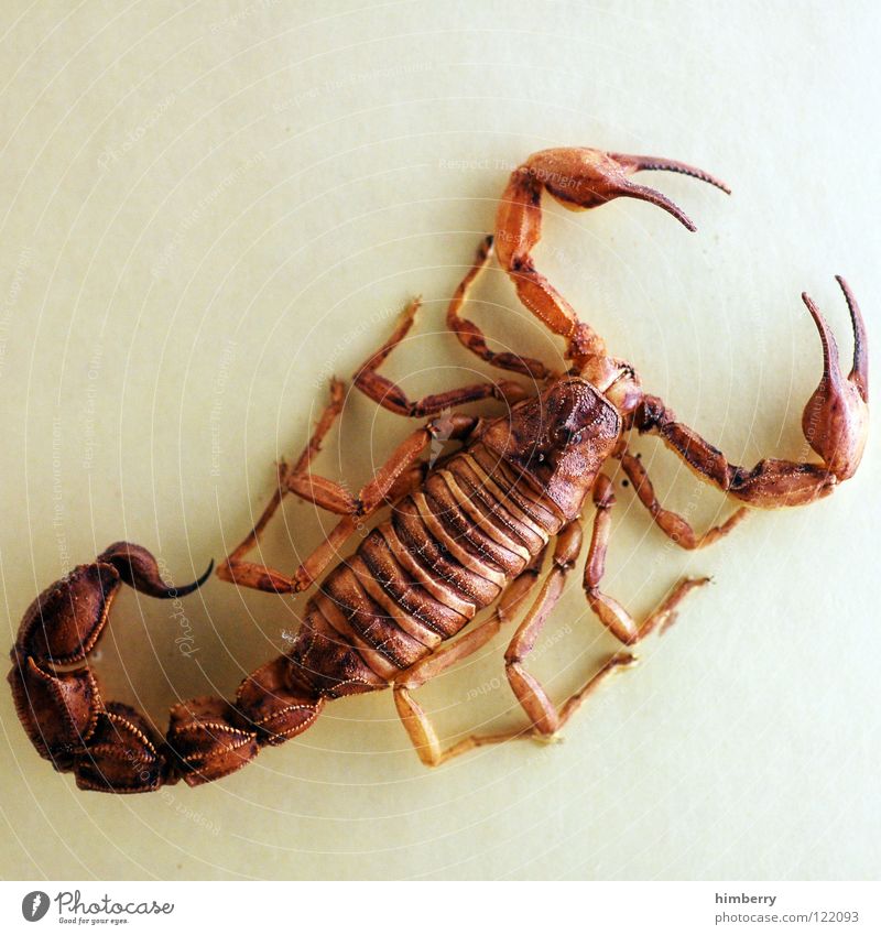 scorpio scorpion