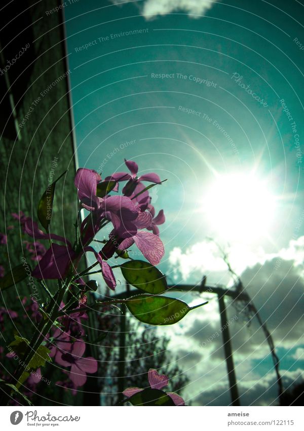 the unknown flower Flower Blossom Leaf Clouds Sun Sunbeam Summer Dark Bad weather Exterior shot Tree Garage Wall (building) Afternoon Terrace Lunaria Sky Garden