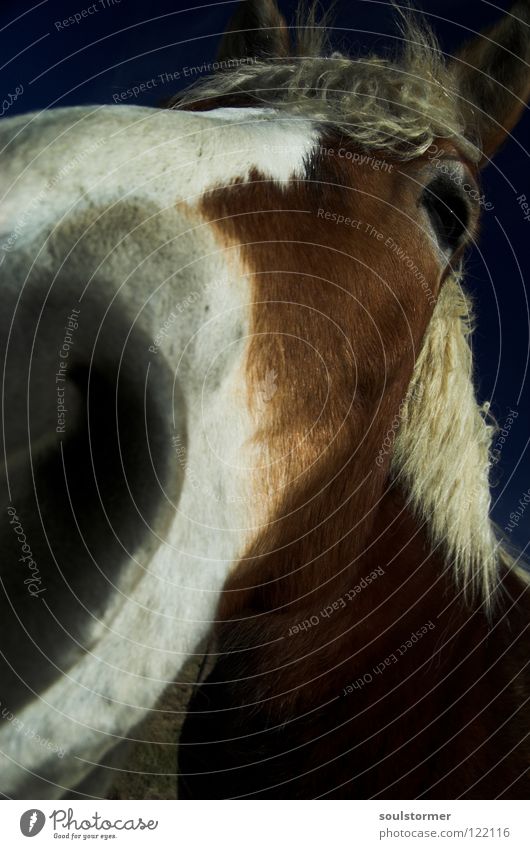 Look me in the eye! Horse Mane Wide angle Cowboy Horse's gait Pattern White Brown Gray Mammal Animal Close-up Ear Freedom long nose Distorted Blue Nose