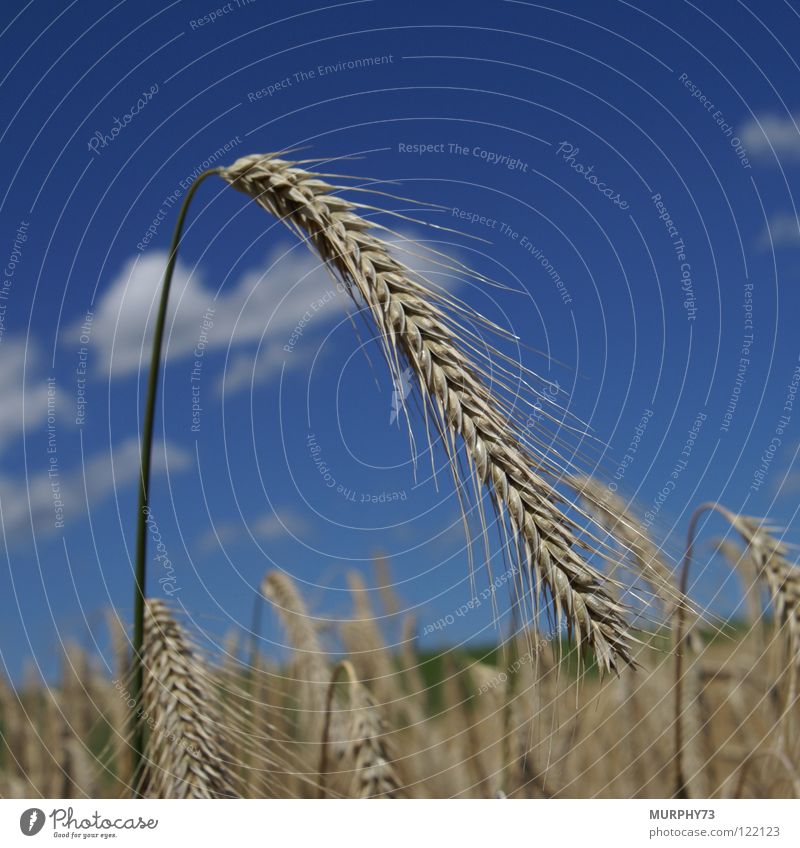 ear of corn in the blue sky Ear of corn Clouds Cornfield Food Feed Sky blue Yellow Green Summer Grain Blue Gold straw yellow