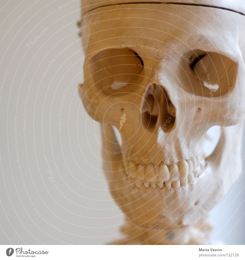 cranium Skeleton Disastrous Creepy Horror film Fear Hallowe'en Biology Science & Research Death's head Teeth Head Partially visible Detail Section of image