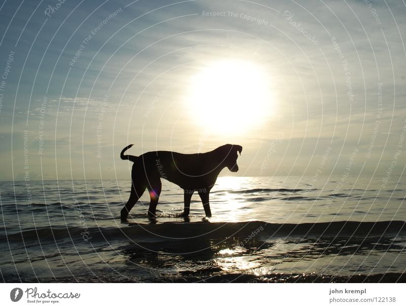 Dog on the beach Walking Mammal To go for a walk Hiking Sunset Ocean Beach Vacation & Travel Ko Tao Thailand Coast Asia tolls Evening Dusk Water