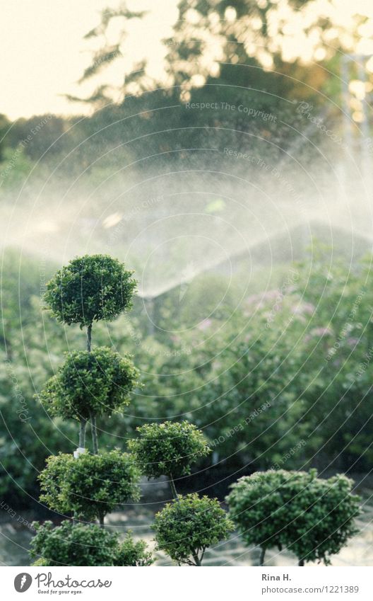 ardor Summer Tree Pot plant Garden Park Green Environment Irrigation Drought Beech Colour photo Subdued colour Exterior shot Deserted Shallow depth of field