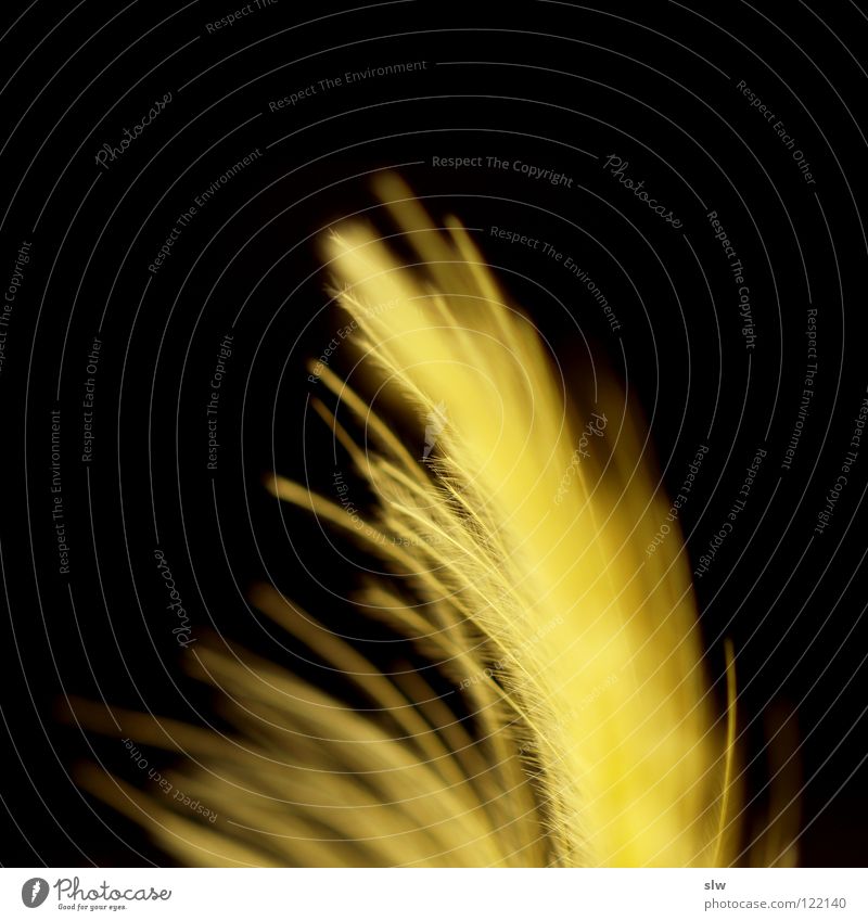 Yellow feathers Stock Photos, Royalty Free Yellow feathers Images