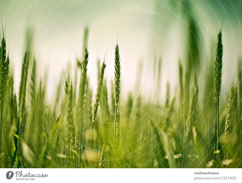 Wheat field in spring Summer Agriculture Forestry Nature Landscape Spring Plant Agricultural crop Field Growth Healthy Natural Beautiful Green Red Romance