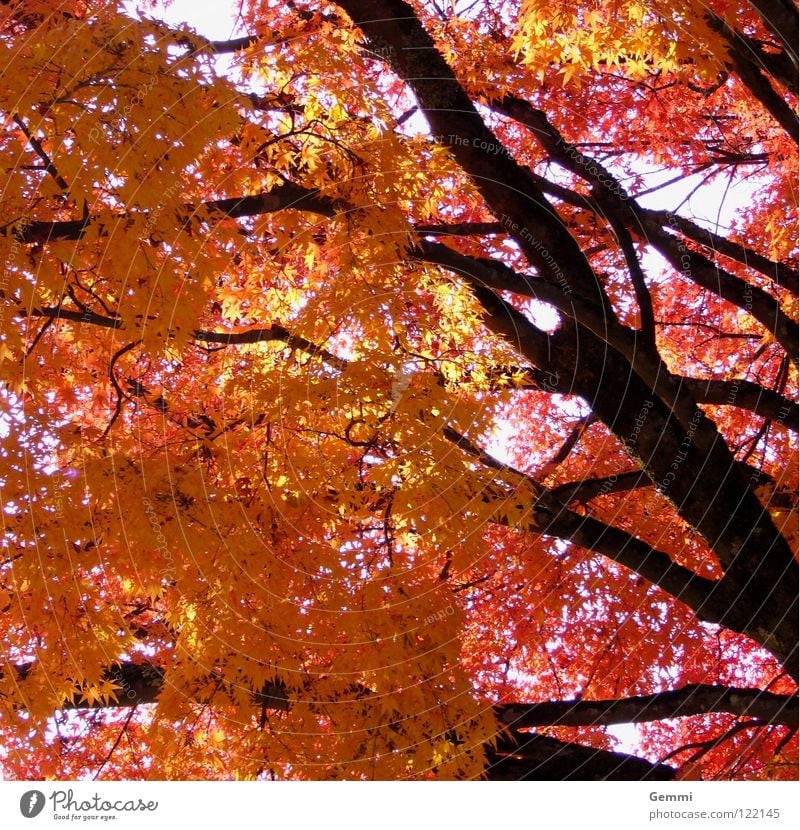autumn lights Japan Tree Maple tree Autumn Red Yellow Leaf Autumn leaves momiji Tree trunk