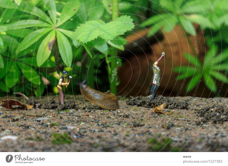 Snail hunt - the attack Hunting Garden Nature Plant Animal Spring Flower Architecture To feed Crawl Slimy Environmental protection Target sprout organic Habitat