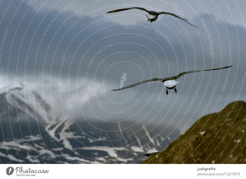 Iceland Environment Nature Landscape Animal Sky Clouds Mountain Coast Wild animal Bird Seagull 2 Flying Cold Natural Moody Life Vacation & Travel Colour photo