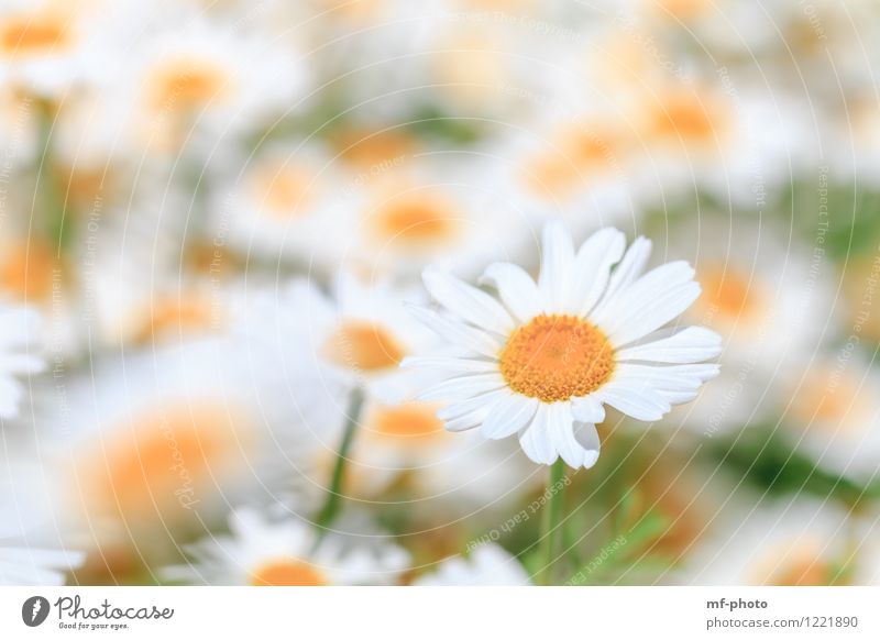 daisies Nature Plant Summer Flower Blossom Garden Meadow Yellow Green White Marguerite Flower meadow Medicinal plant Colour photo Exterior shot Deserted