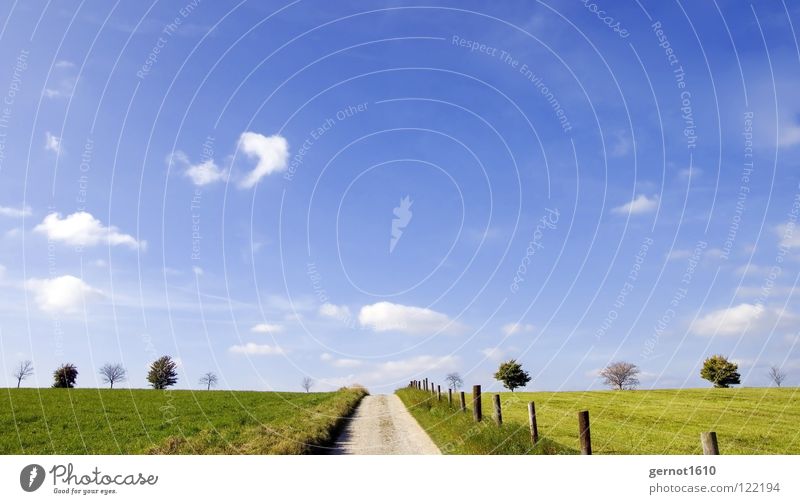 toward heaven Tree Light Air Clouds Infinity Horizon Green White Fence Meadow Ecological Relaxation Hiking Joy Autumn Beautiful Sky Freedom Far-off places Blue