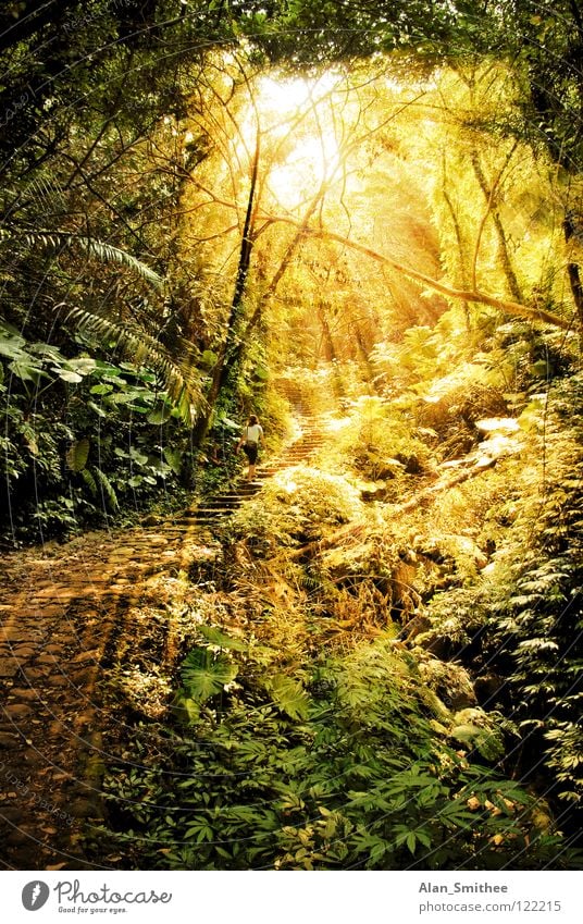 a morning in the jungle Virgin forest Forest Light Sunlight Sunbeam Taiwan sun sunbeams rainforest Lighting ray rays