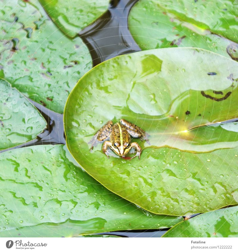 Kiss me! Kiss me! Environment Nature Landscape Plant Animal Elements Water Drops of water Leaf Pond Frog 1 Wet Natural Green Water lily leaf Rain Frog Prince