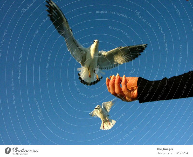 seagull flight Seagull Beak Feed Feeding Bird Coast Ocean Beach Hand Fingers Fingernail Vacation & Travel Woman Feminine Wing Baltic Sea Manicure Relaxation