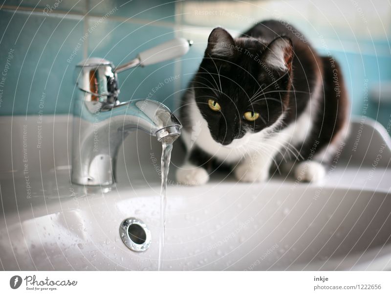 Cat Life - Hypnosis Lifestyle Living or residing Bathroom Pet Animal face 1 Baby animal Vanity Tap Sink Water Observe Crouch Looking Curiosity Cute Emotions