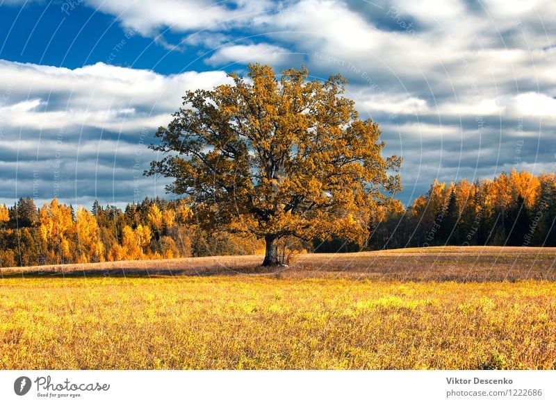 Oak golden autumn in the field in a forest Beautiful Plant Sky Autumn Warmth Tree Leaf Forest Bright Natural Blue Yellow Gold Green Red Colour Organic scenery