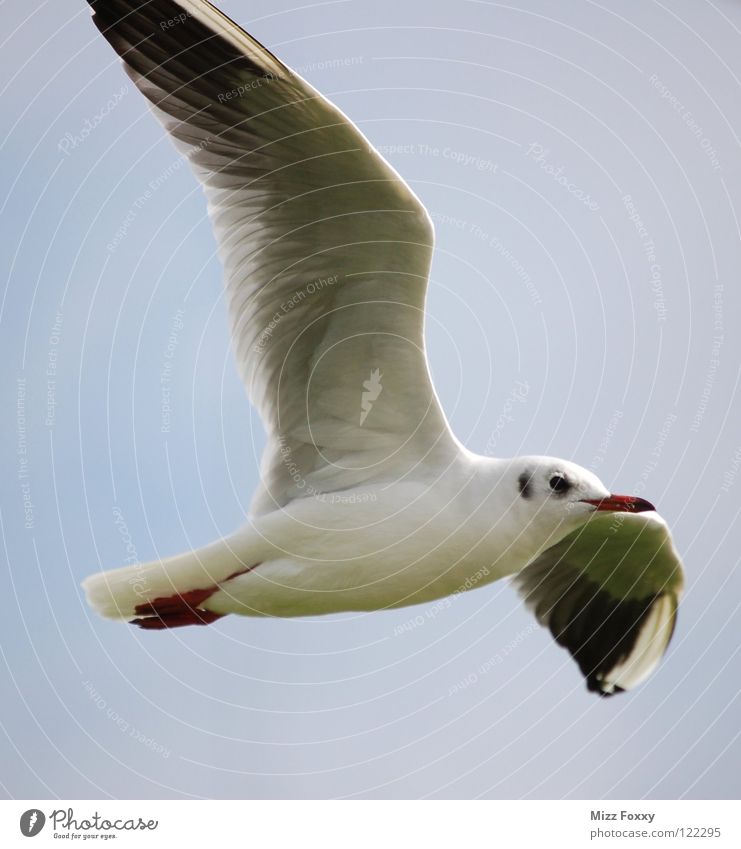 free flight Seagull Bird Gray Hover Sailing Beach Coast Ocean Aviation Free Freedom knows Sky Feather Wing
