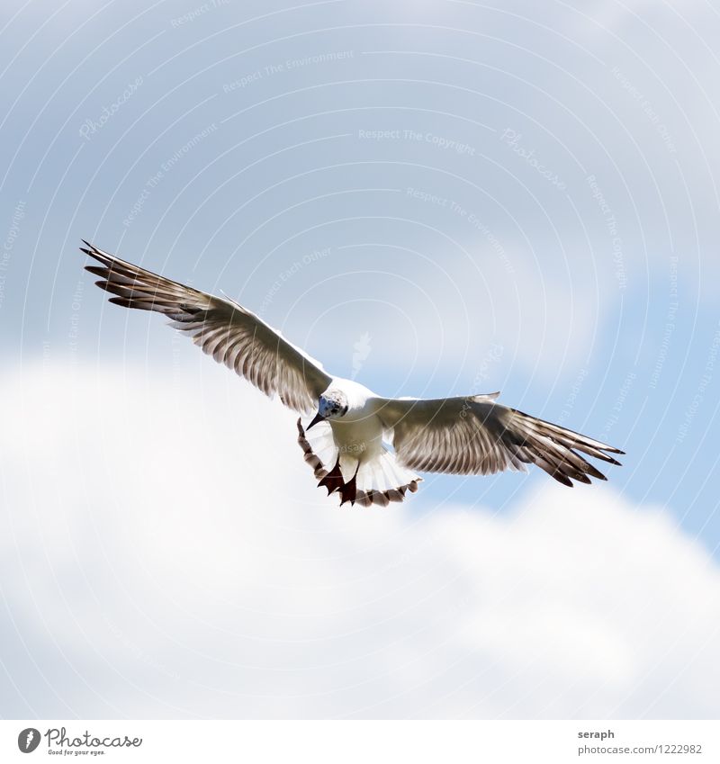 Seagull Maritime Bird Animal raptor flapping fluttering Feather Nature Beak Spread Wilderness Ornithology Swing Flying plumage Wing Sky Clouds Air Freedom