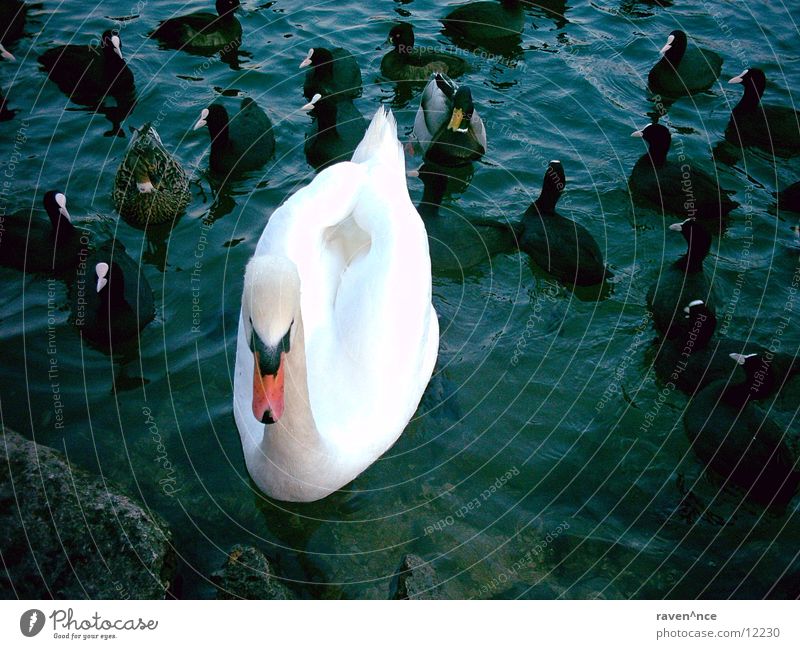 goliath_vs_many_davids Swan Assembly Duck Water Danube Coast