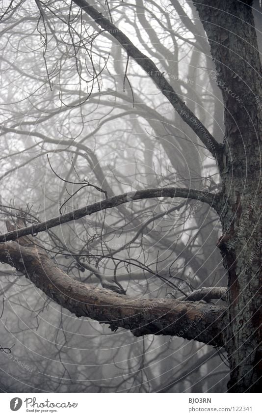 foggy woods #4 Fog Loneliness Cold Dark Tree Winter Forest Damp Wet Frozen Nature Misty atmosphere Close-up Tree bark Creepy trees baeme Frost water Twig Detail