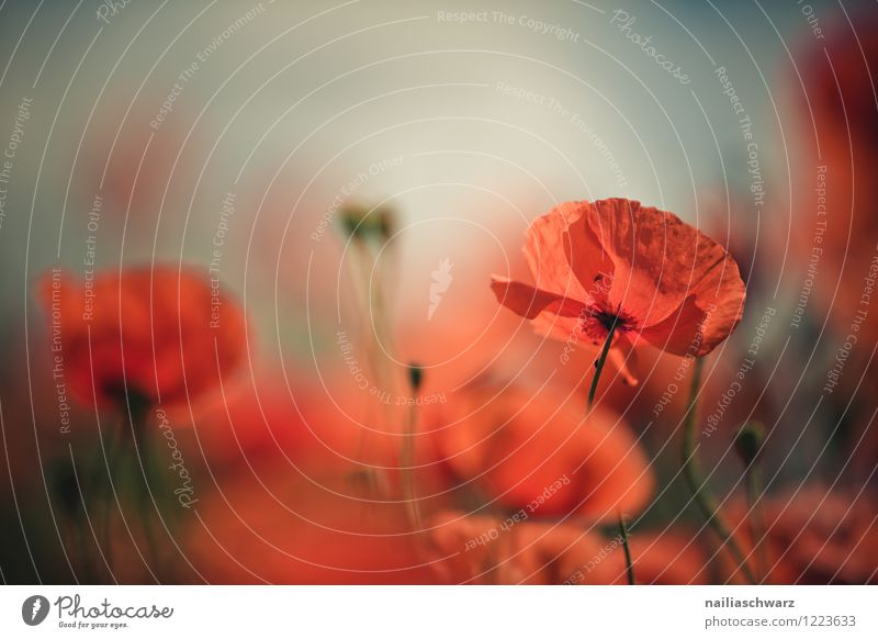 Poppies on summer meadow Summer Sun Garden Flower Grass Meadow Field Blossoming Blue Green Red Peaceful Idyll Poppy Corn poppy papaver rhoeas Meadow flower