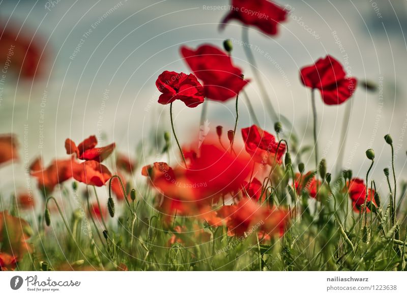 Poppies on summer meadow Summer Sun Garden Flower Grass Meadow Field Blossoming Blue Green Red Peaceful Idyll Poppy Corn poppy papaver rhoeas Meadow flower