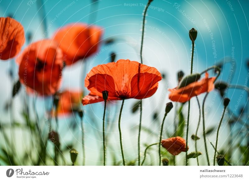 Poppies on summer meadow Summer Sun Garden Flower Grass Meadow Field Blossoming Blue Green Red Peaceful Idyll Poppy Corn poppy papaver rhoeas Meadow flower