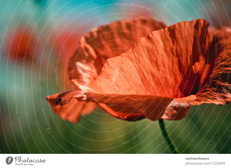 Poppies on summer meadow Summer Sun Garden Flower Grass Meadow Field Blossoming Blue Green Red Peaceful Colour Idyll Pure Environment Poppy Corn poppy