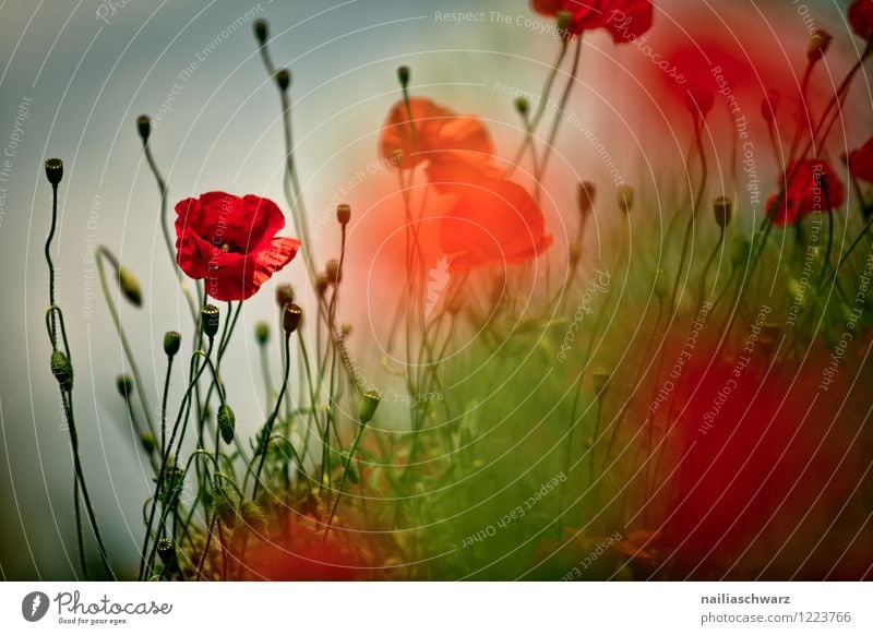 Poppies on summer meadow Summer Sun Garden Flower Grass Meadow Field Blossoming Blue Green Red Peaceful Idyll Poppy Corn poppy papaver rhoeas Meadow flower